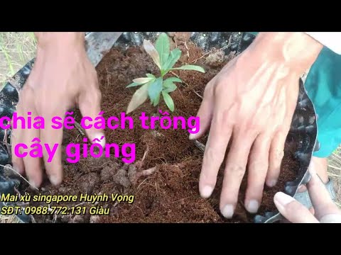 Chia Sẽ Cách Trồng Cây Mai Xù Giống Và Kinh Nghiệm Chọn Cây Để Trồng Của Vườn Mai Xù Huỳnh Vọng