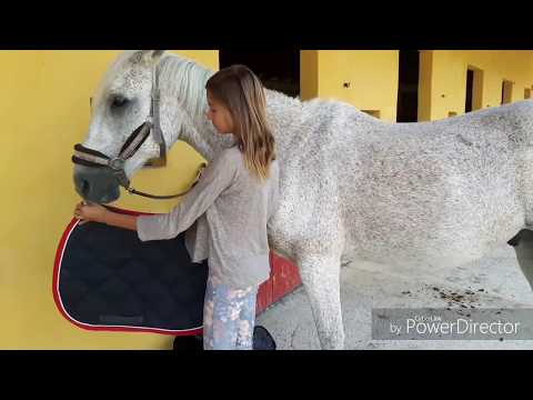 Tuto: seller et brider un cheval (facile)