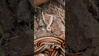 Download lagu Kasihan😭😭ULAR INI TERPOTONG JADI DUA‼️ #shorts mp3 Download lagu Kasihan😭😭ULAR INI TERPOTONG JADI DUA‼️ #shorts mp3