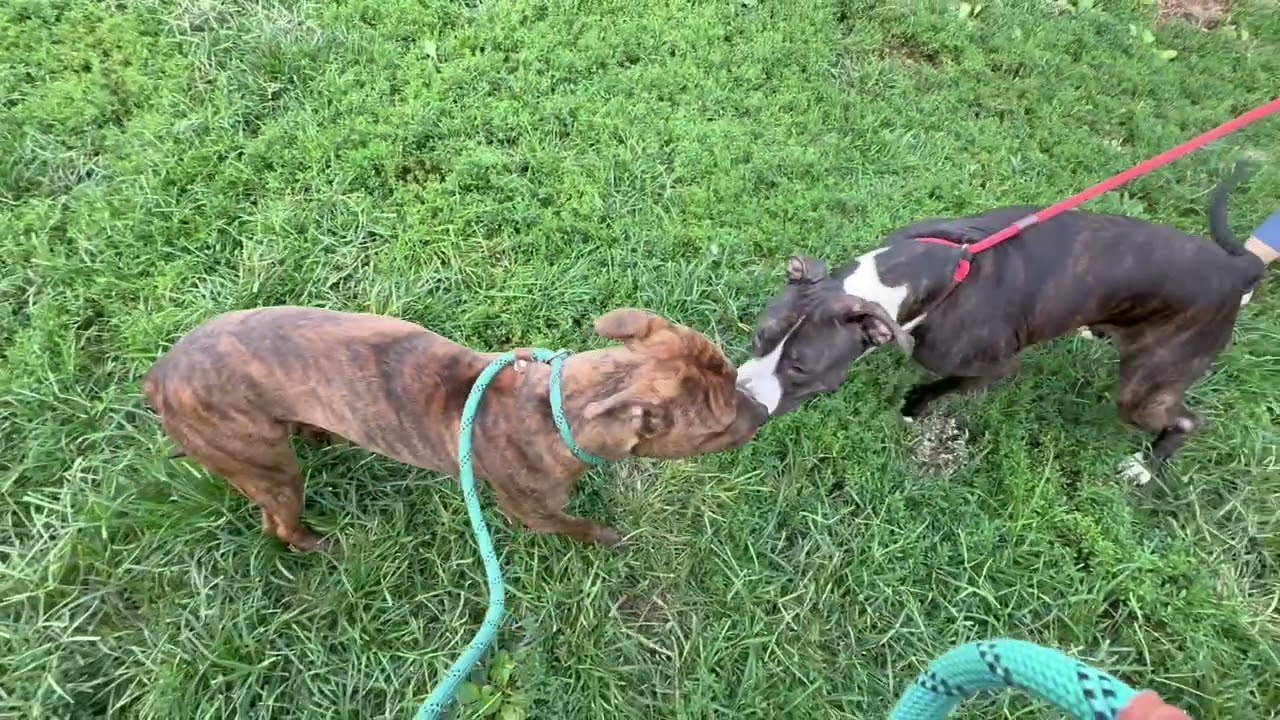 Donatello's Leash Test