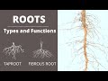 Functions Of Roots Types Of Roots Taproot Fibrous Root Lesson For Kids
