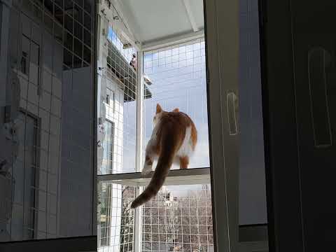 🐱My Big Cat Family  #short #shortvideo #shortscatsvideos #cats #cat #cutecats