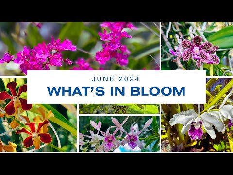 What’s In Bloom—June 2024