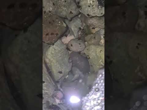 Tidal pool wildlife - fish sea snails, chitons hermit crabs Caribbean Sea Mexico #shorts #wild #life