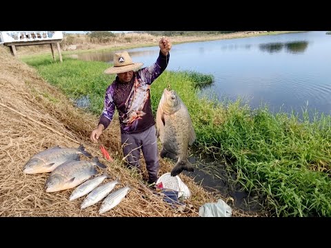 DEPOIS DE MUITO TEMPO VOLTAMOS A LAGOA DOS TAMBAQUIS É PIAU AÇU FIQUEI SURPRESO COM A QUANTIDADE 