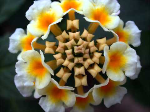 AudioSex - Beautiful Flower ( Cyclic Law of Death )