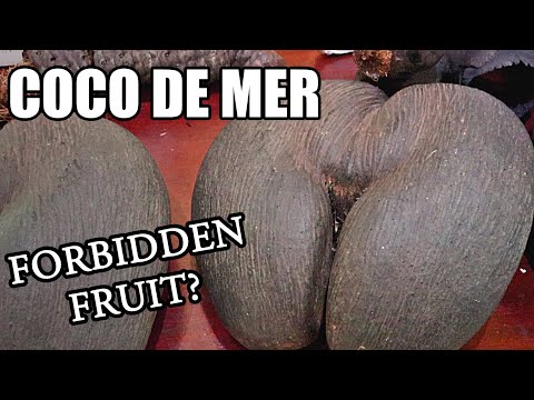 COCO DE MER : My Hunt for the Tree of Knowledge (Part 2 of 5) - Weird Fruit Explorer Ep. 400