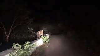 preview picture of video 'பாபநாசம் பகுதியில் புலி நடமாட்டம் Tiger at Papanasam lower'