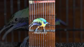 Download lagu Tembakan burung Cucak Cungkok mp3 Download lagu Tembakan burung Cucak Cungkok mp3