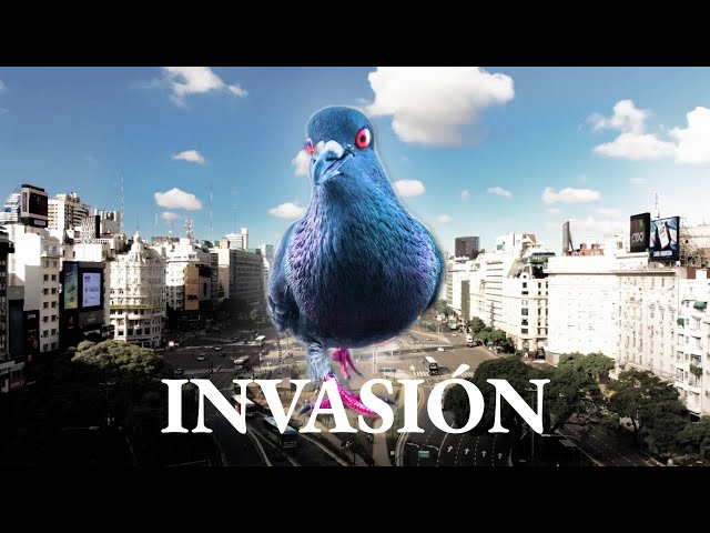 Vídeo relacionado con Plaga de palomas (Nuevos Tiempos nº 162)