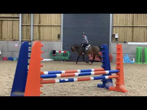 *** SOLD *** Opal - 2014 mare by Triomphe de Riverland (Cornet Obolensky)