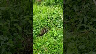 Download lagu ga nyangka selokan tertutup semak belukar banyak ikanya ‼️ #mancing #fishing mp3