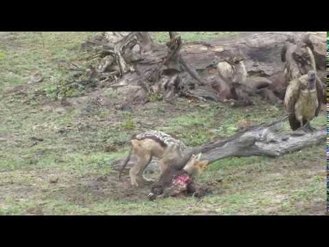 Nov 01, 2016- Side Striped Jackal Moves in to get scraps at Djuma Waterhole