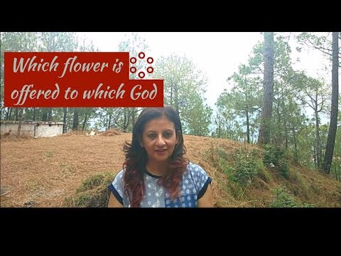 download lagu mp3 mp4 Which God Likes Which Flower, download lagu Which God Likes Which Flower gratis, unduh video klip Which God Likes Which Flower
