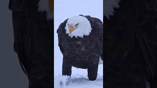 Download lagu గరుడ పక్షి గురించి మీకు ఈ ఫ్యాక్ట్ తెలుసా? #garuda #garudawisnusatriamuda #vnfactstelugu #viralvideo mp3 Download lagu గరుడ పక్షి గురించి మీకు ఈ ఫ్యాక్ట్ తెలుసా? #garuda #garudawisnusatriamuda #vnfactstelugu #viralvideo mp3