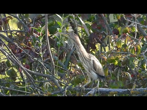 Ptice Hrvatske - Čapljica voljak, mlada (Ixobrychus minutus) (Little Bittern, juvenile) (1/1)