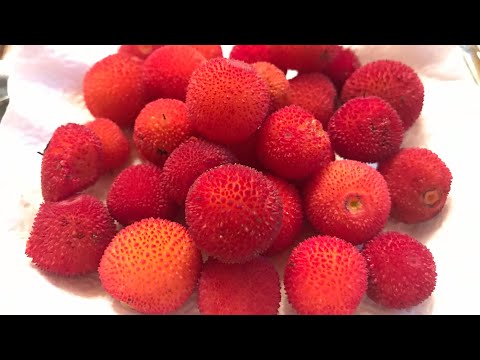 REVIEW CHINESE BAYBERRY | HARI TERAKHIR di MOROCCO 🇲🇦