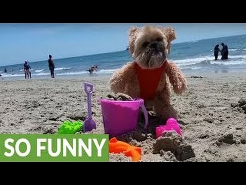 Munchkin the Teddy Bear strolls along the beach