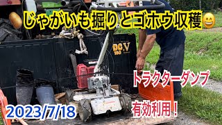 じゃがいも掘り・収穫とゴホウ収穫　　トラクターダンプ利用で楽々じゃがいも掘り