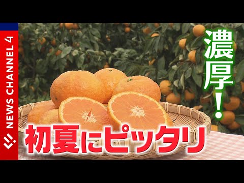 【カラマンダリン】糖度15度！果汁がジュワ―っと濃厚＜NEWS CH.4＞