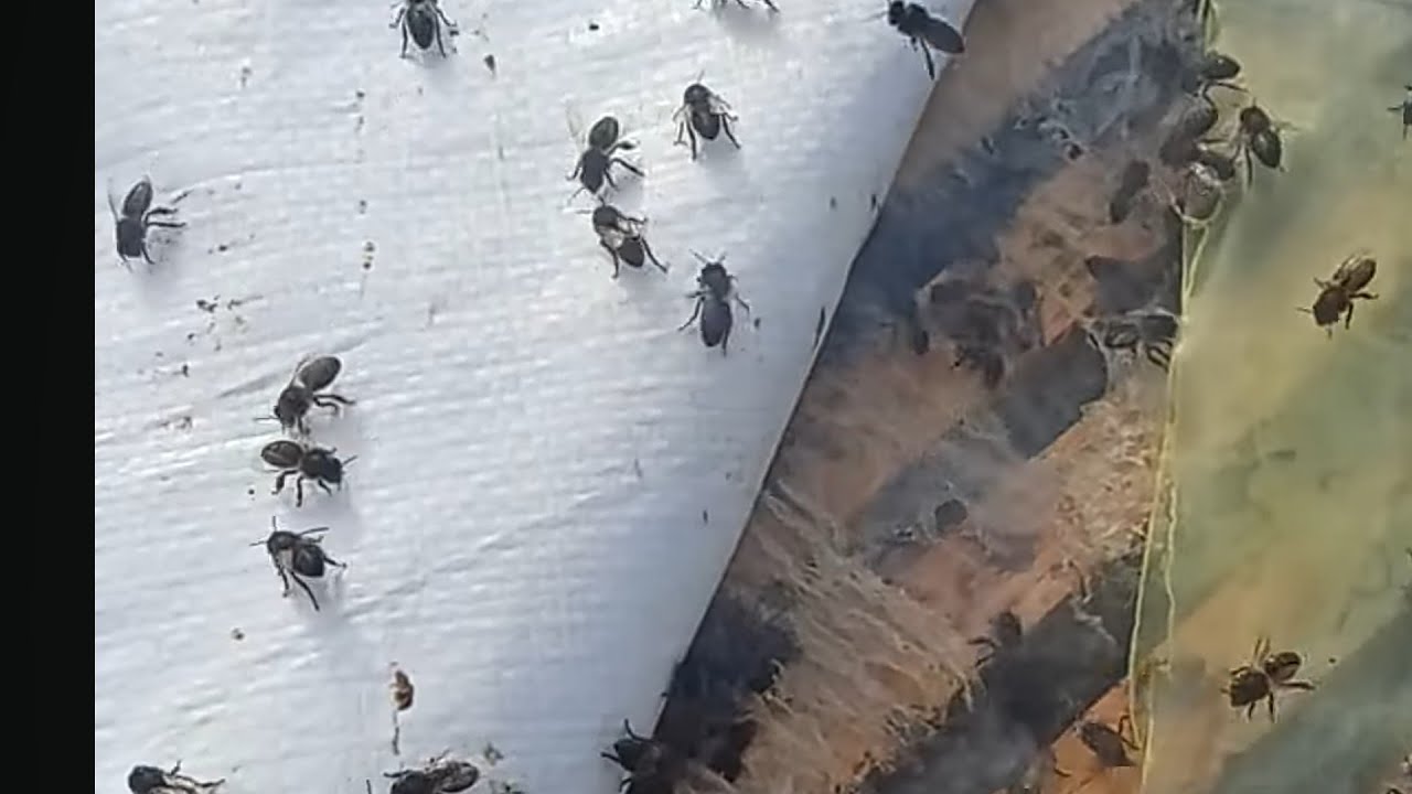 الخلايا بخير الحمد لله تقديم التغذية المناسبة قبل المنخفض