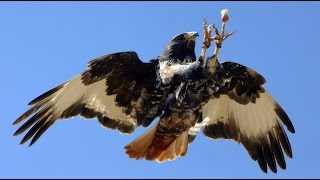 Bird Attack On a Wolf, Discovery Channel