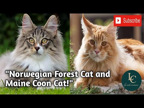 "Norwegian Forest Cat vs. Maine Coon: Key Differences Explained!"(@Lifewithcreatures )