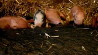 preview picture of video 'Another shot of the new piglets feeding'