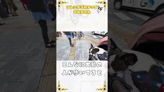 大都会の早朝は忙しい💨   #vlog  #shorts  #犬のいる暮らし  #フレンチブルドッグ #frenchie  　　　　　　　　     "City mornings are busy"