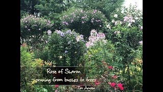 Rose of Sharon - pruning from bushes to trees