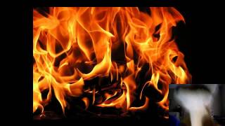 Animal attempts to hack Google Chrome! Remade!