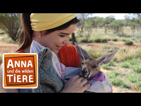 Boxen mit dem Känguru| Reportage für Kinder | Anna und die wilden Tiere