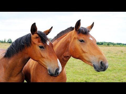 , title : 'NHONG NHONG NHONG CON NGỰA ❤️ nhạc thiếu nhi dôi động hay nhất ❤️'