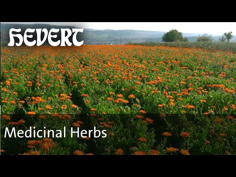 The cultivation of medicinal herbs - From Plant to Medicine in a 200-Meter Beeline