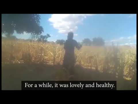 Food Relief for mothers and children, Zimbabwe