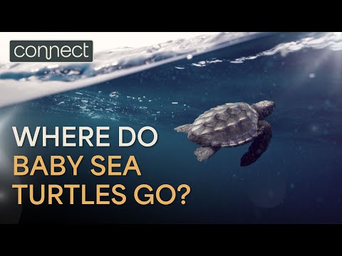 Tracking Sea Turtles into Their Lost Years