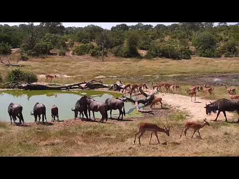 Djuma: Impala, Wildebeests and Zebras  - 12:39 - 03/28/19