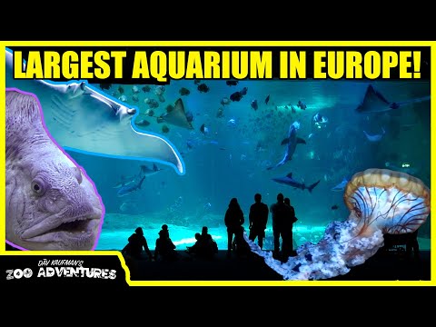 TOURING EUROPE'S LARGEST AQUARIUM (Nausicaá Aquarium, France)