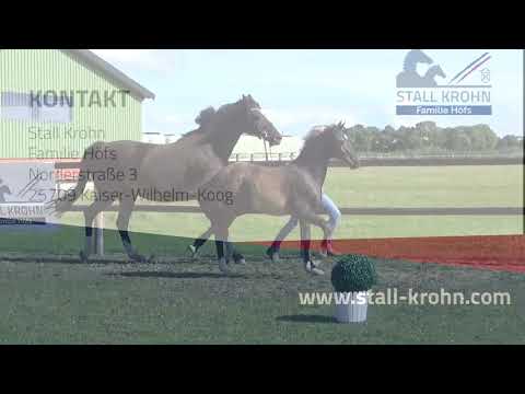 Unoria (Cassini I - Calypso - Freeman) mit einem Hengstfohlen von Diamant de Semilly