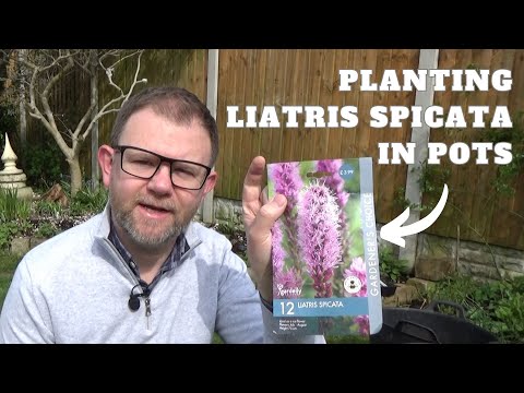 Planting Liatris Corms in Pots | How to Plant Liatris spicata Bulbs (Blazing Star) Instructions