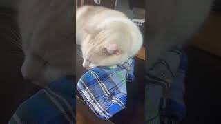 【猫動画】夫のハンカチの上で寝るヴァイツェン #猫動画 #猫かわいい #ネコ #cats #猫がいる暮らし