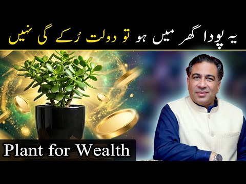 Plant for Wealth in 2026 | Bring Money, Luck & Abundance at Home | Astrologer Haider Jafri