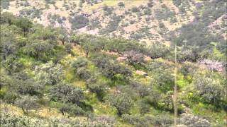 Caballo Prieto Azabache con Vicente Fernandez