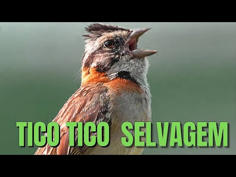 O CANTO DO TICO TICO SELVAGEM - Para Treinar e Ensinar Filhotes