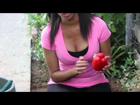 download lagu mp3 mp4 Average Weight Of A Red Pepper, download lagu Average Weight Of A Red Pepper gratis, unduh video klip Average Weight Of A Red Pepper