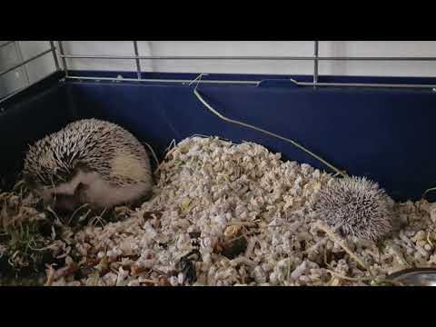 hedgehog Mother with her baby