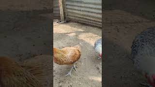 Download lagu Episod 1 : Reban Ayam #ayamkampungasli #ayamkampungkacuk #rebanayam #ayamarab mp3 Download lagu Episod 1 : Reban Ayam #ayamkampungasli #ayamkampungkacuk #rebanayam #ayamarab mp3