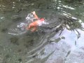 Abil Isa Mandi Berdua Di Sungai Guyon Renang Telanjang Bulat Senang Banget 20150130 00026
