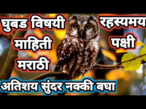 ghubad chi mahiti marathi | ghubad bird | घुबड पक्षी | ghubad | घुबड | gobar pakshi | gubad pakshi