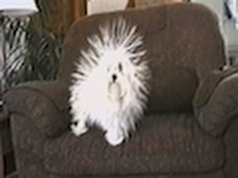 From Poodle to Porcupine - So Cute!